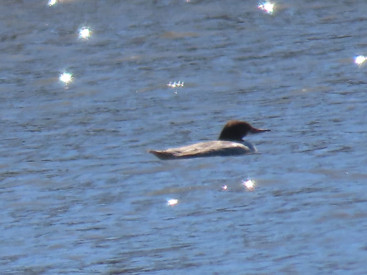 Common Merganser - ML616677201