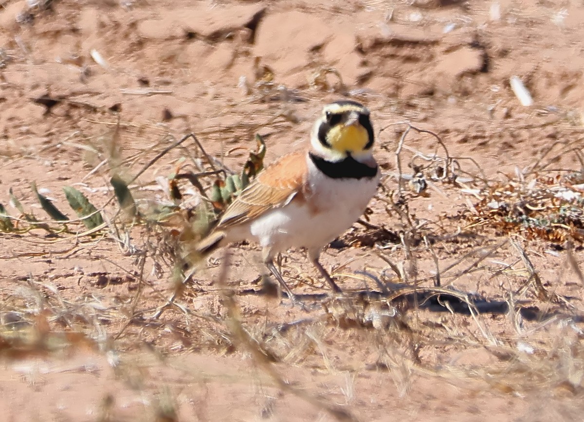 Horned Lark - Gareth Hughes