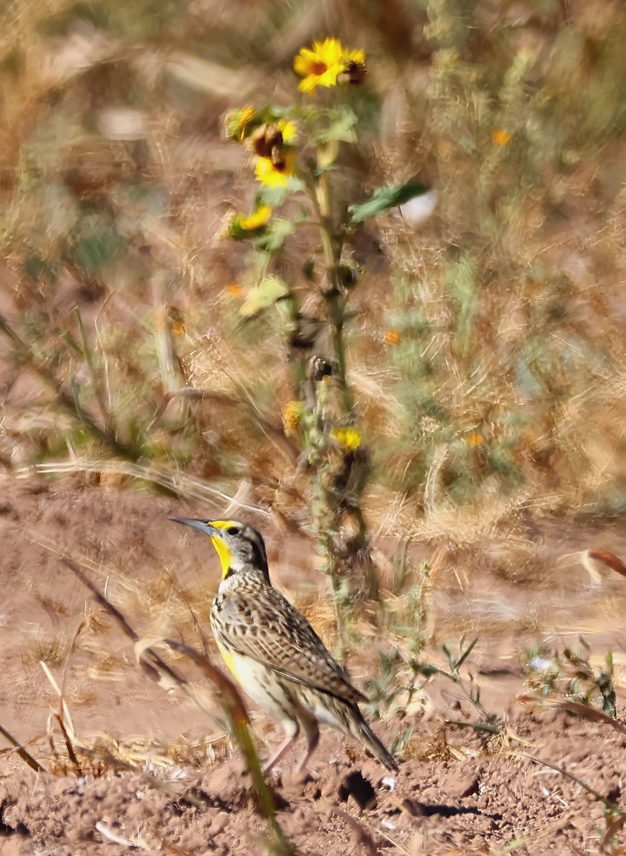 Western Meadowlark - ML616677213