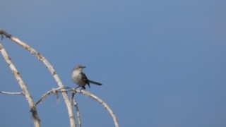 Northern Mockingbird - ML616677238