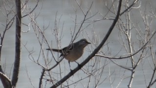 Northern Mockingbird - ML616677239