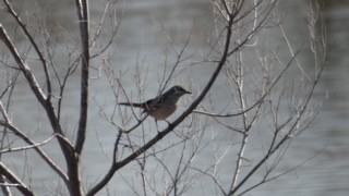 Northern Mockingbird - ML616677241