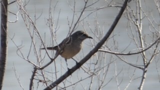 Northern Mockingbird - ML616677242