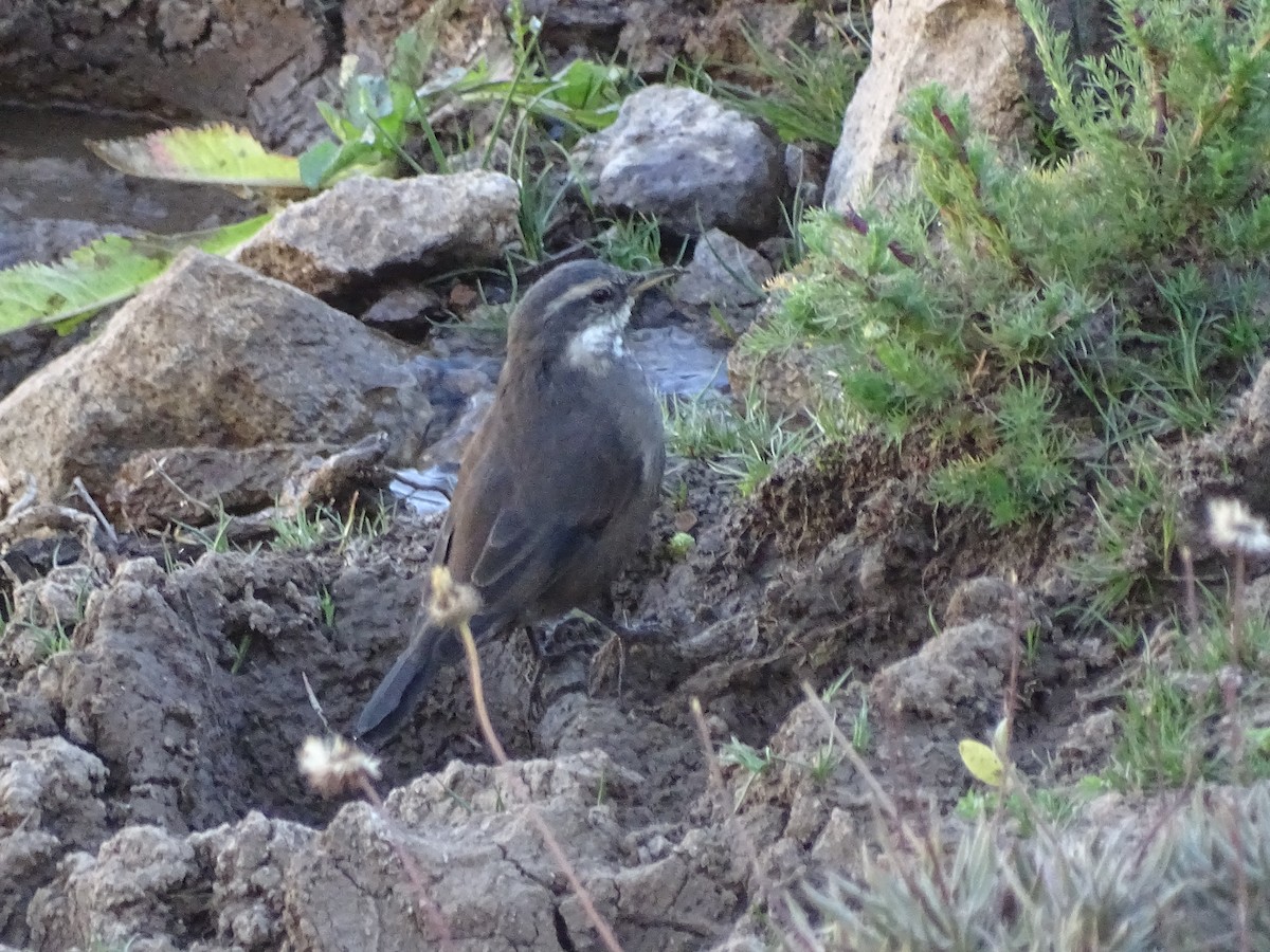 Gray-flanked Cinclodes - José Ignacio Catalán Ruiz