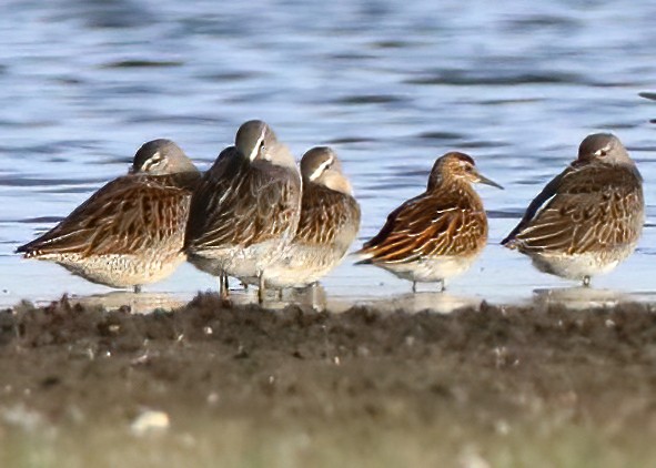 Spitzschwanz-Strandläufer - ML616677248