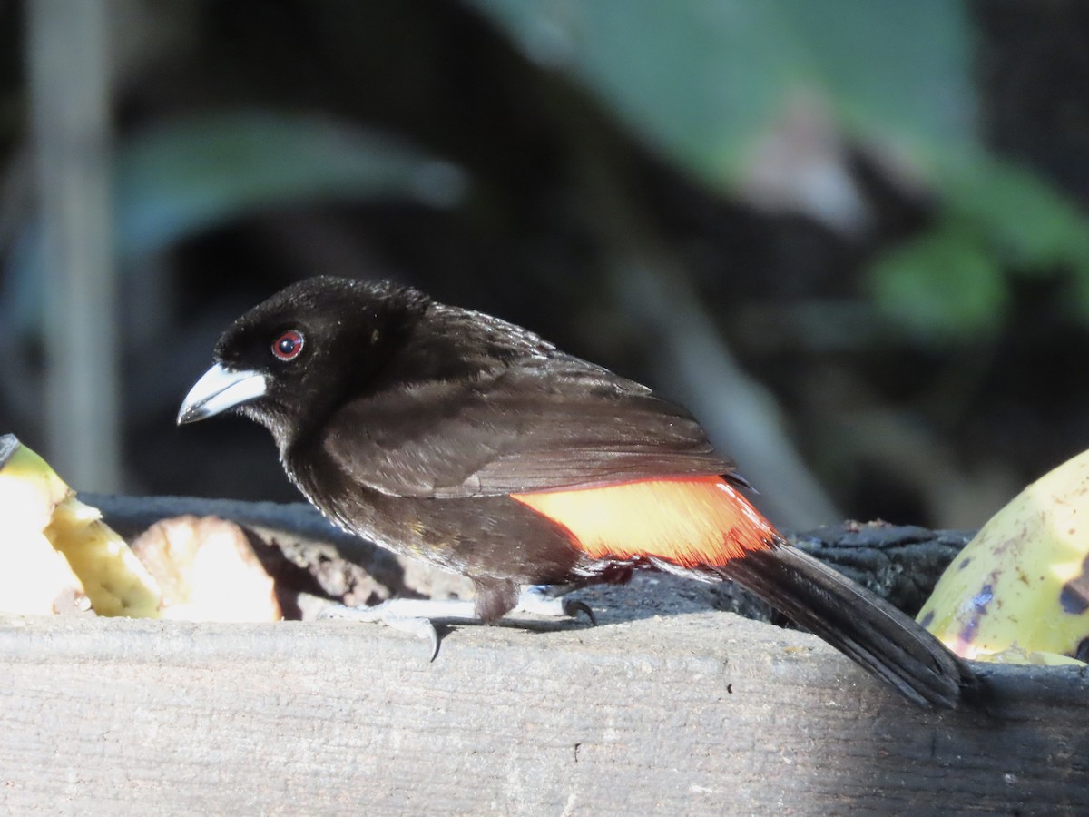 Scarlet-rumped Tanager - ML616677251