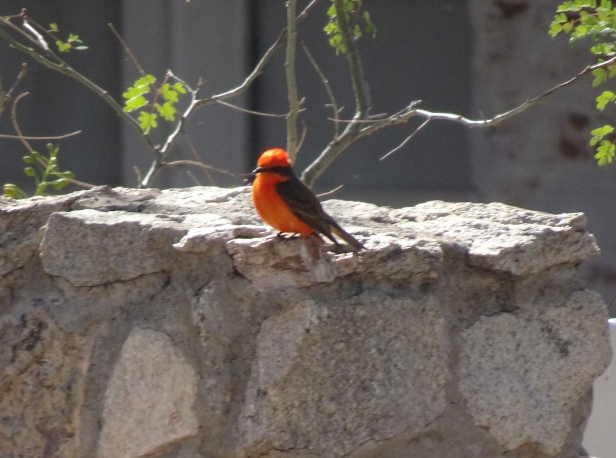 Vermilion Flycatcher - ML616677313