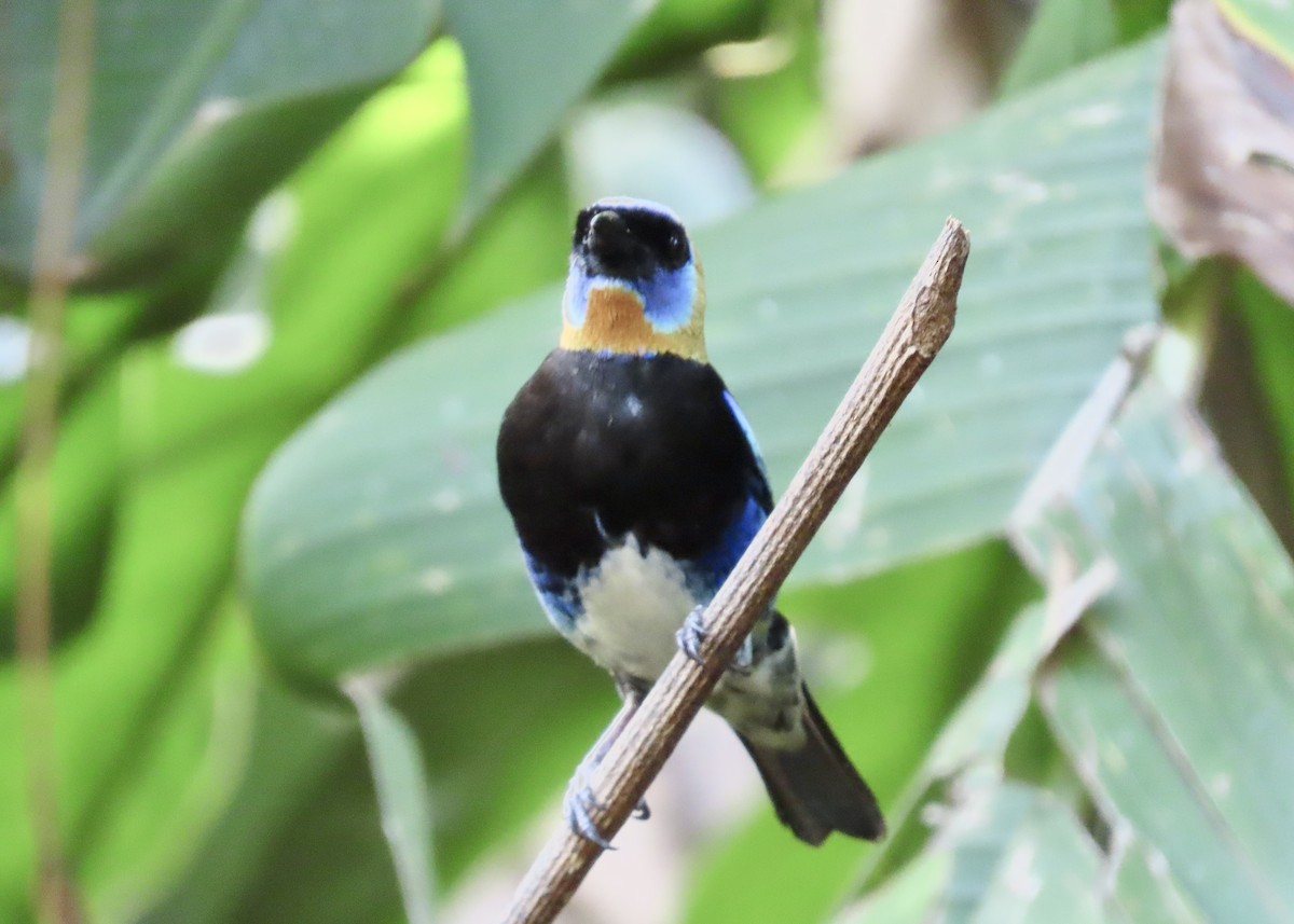 Buff-throated Saltator - ML616677327