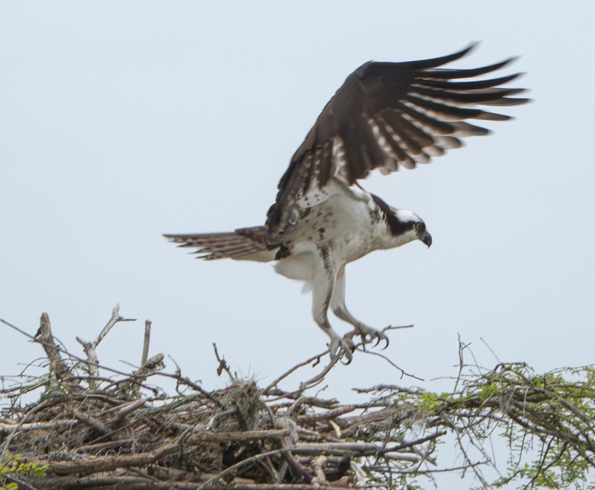 Águila Pescadora - ML616677342