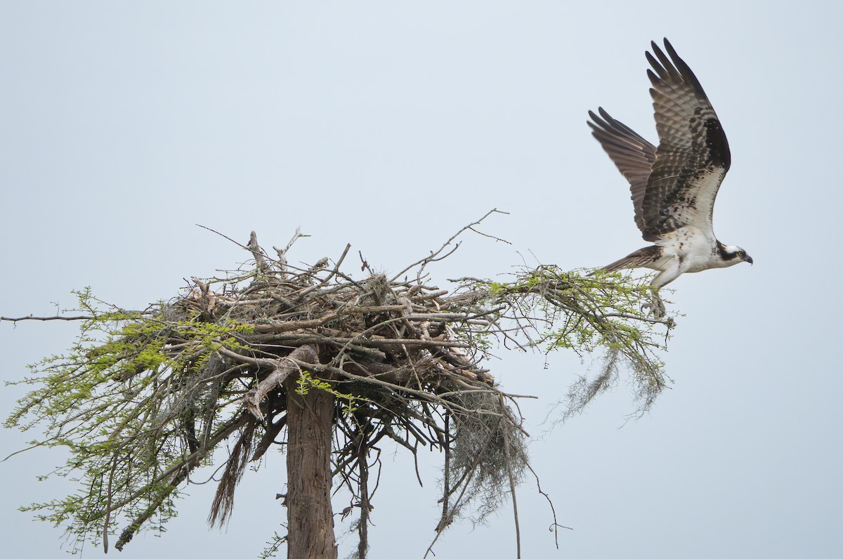 Osprey - ML616677344