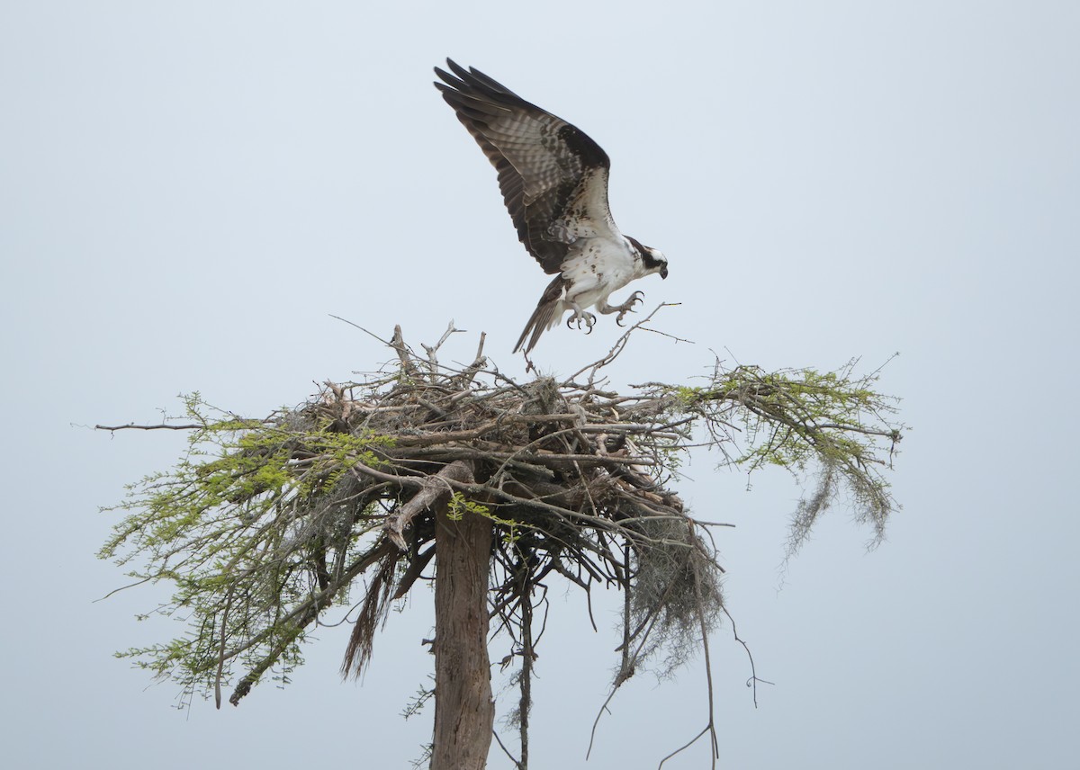 Osprey - ML616677345