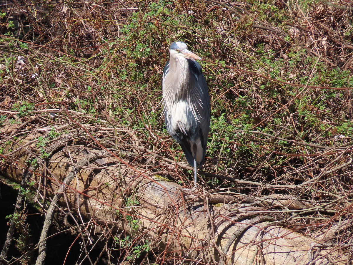 Great Blue Heron - ML616677381