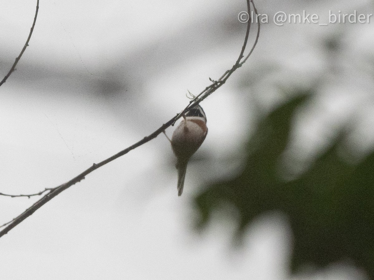 Black-throated Tit (Black-throated) - Ira Blau