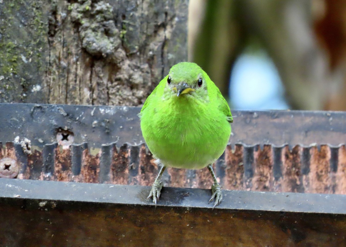 Mielerito Verde - ML616677408