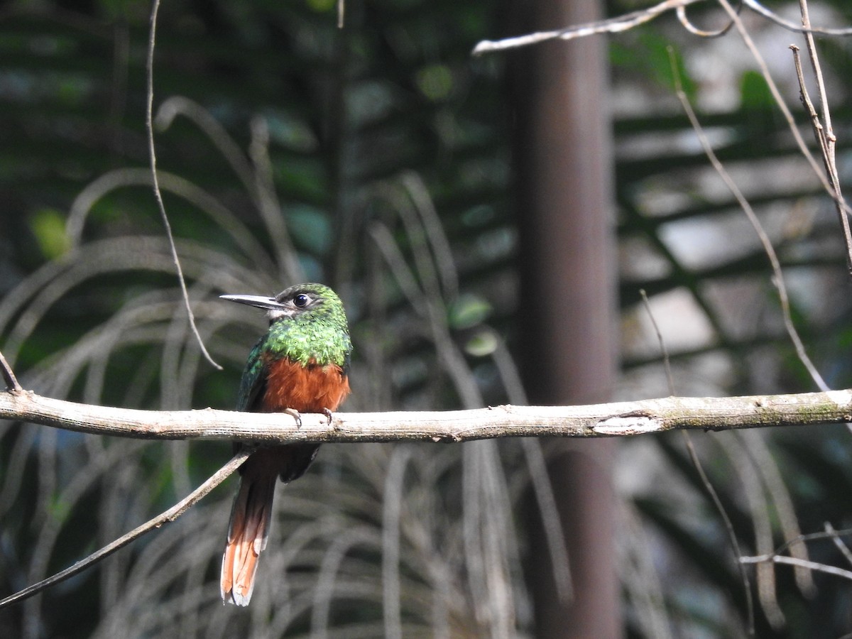 White-chinned Jacamar - Sam Jolly