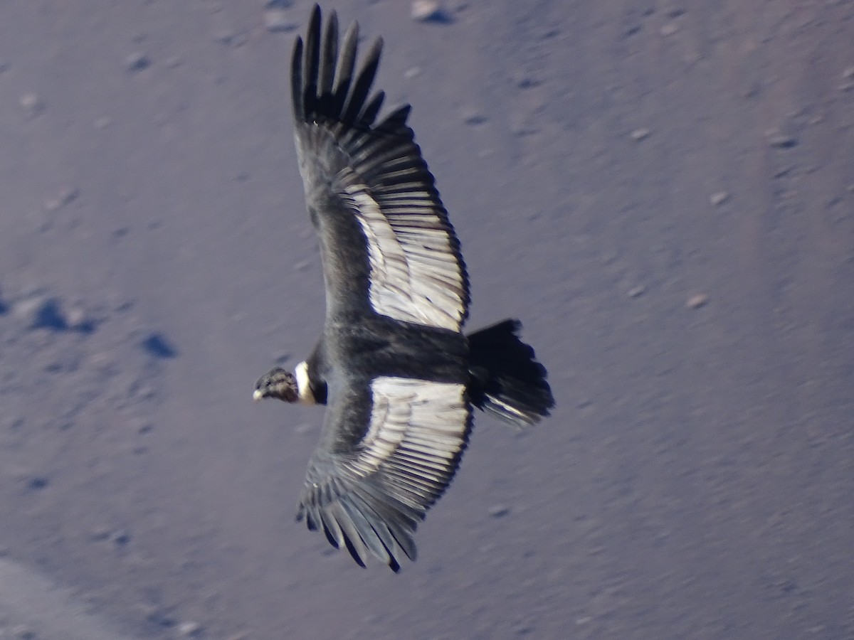 Andean Condor - ML616677450