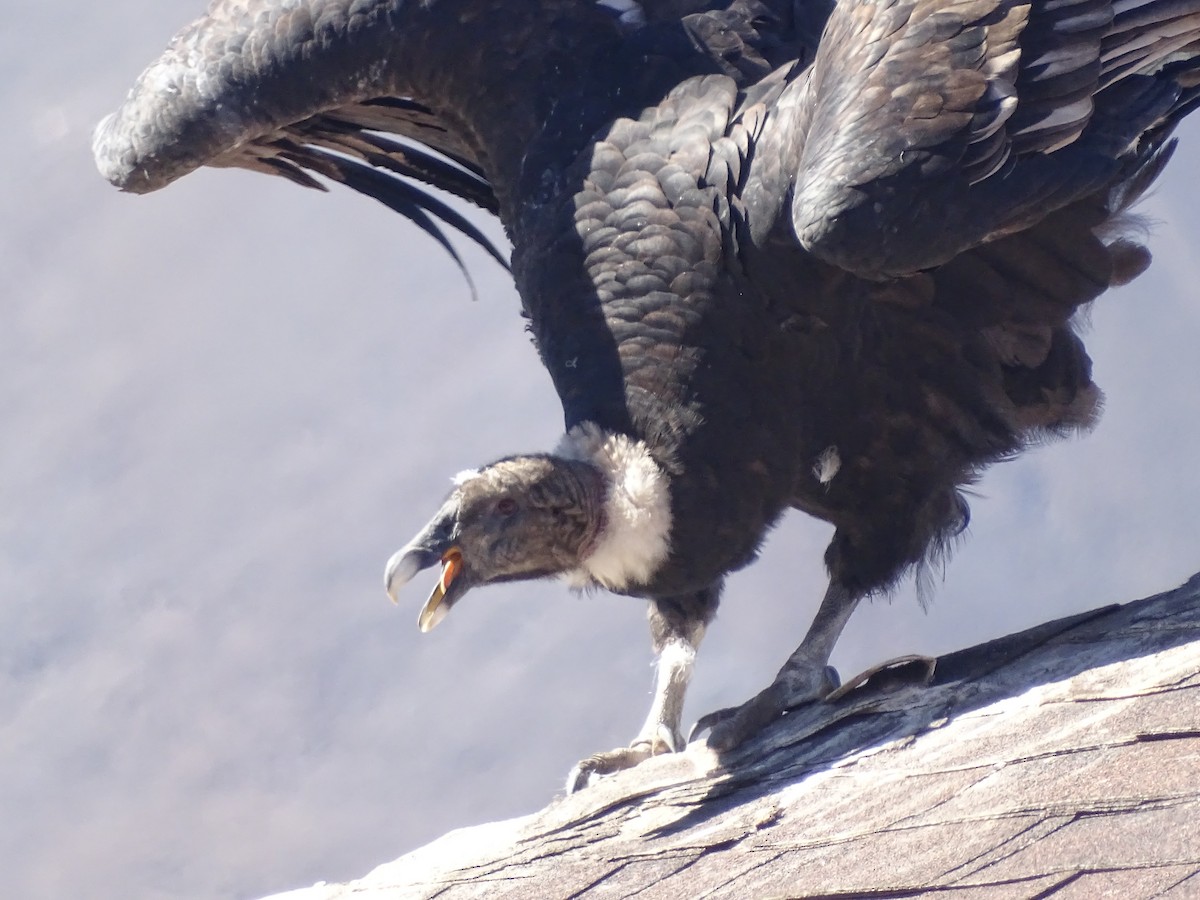 Condor des Andes - ML616677529