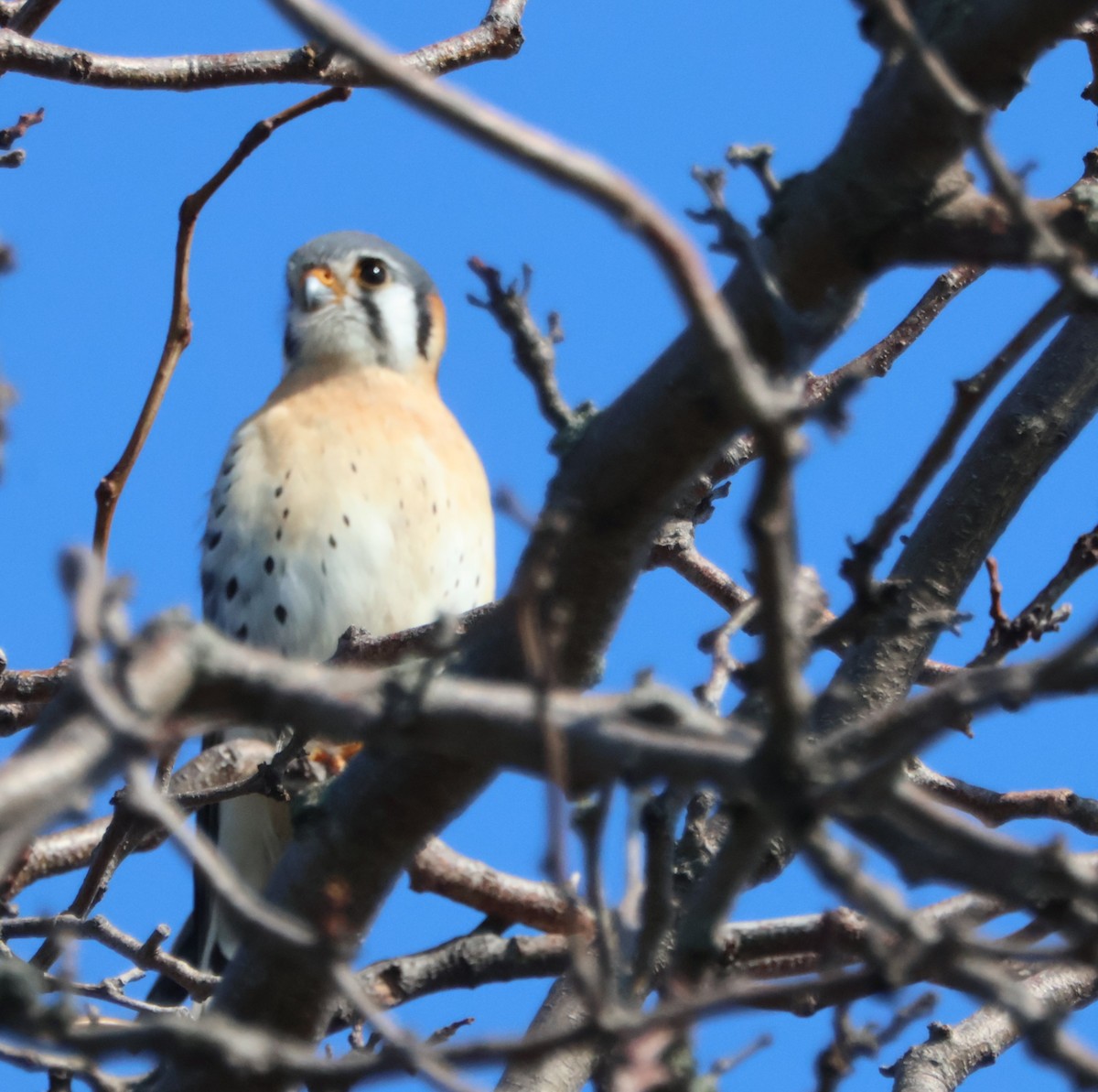 American Kestrel - ML616677553