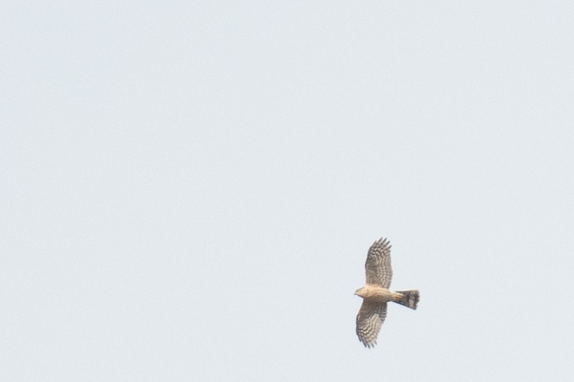 Sharp-shinned Hawk - ML616677637