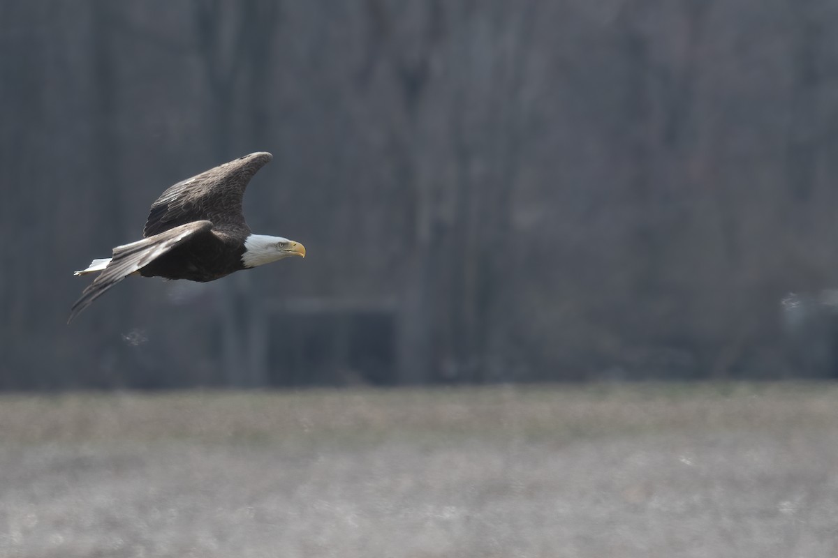 Bald Eagle - ML616677647