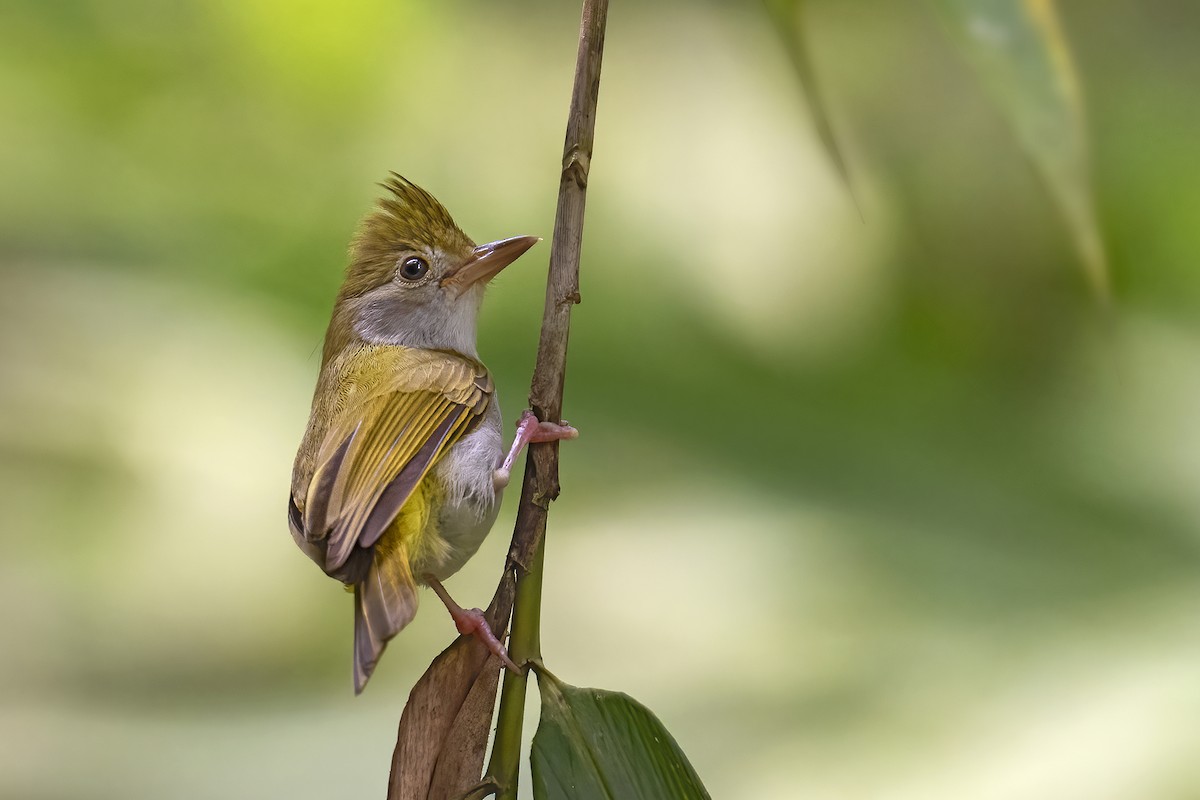 White-bellied Erpornis - ML616677662