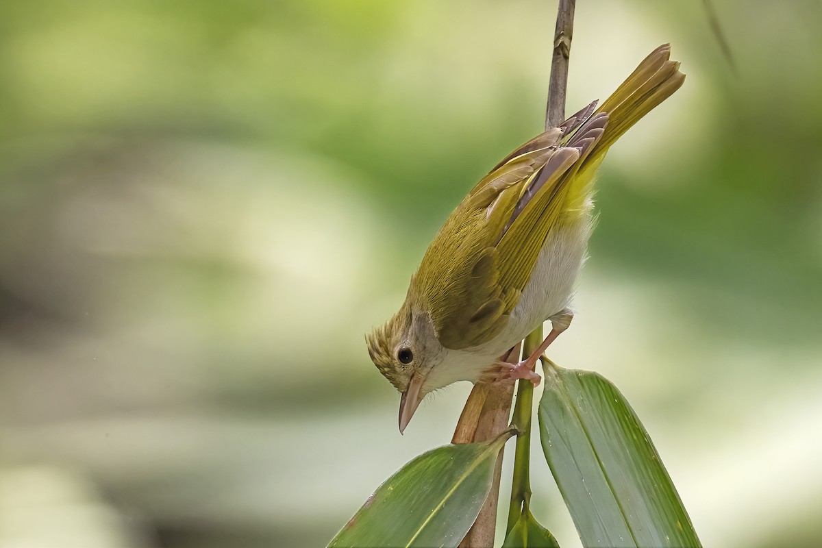 White-bellied Erpornis - ML616677663