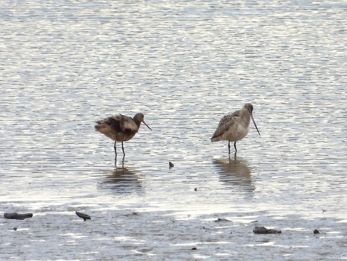 Marbled Godwit - Lori Shuler