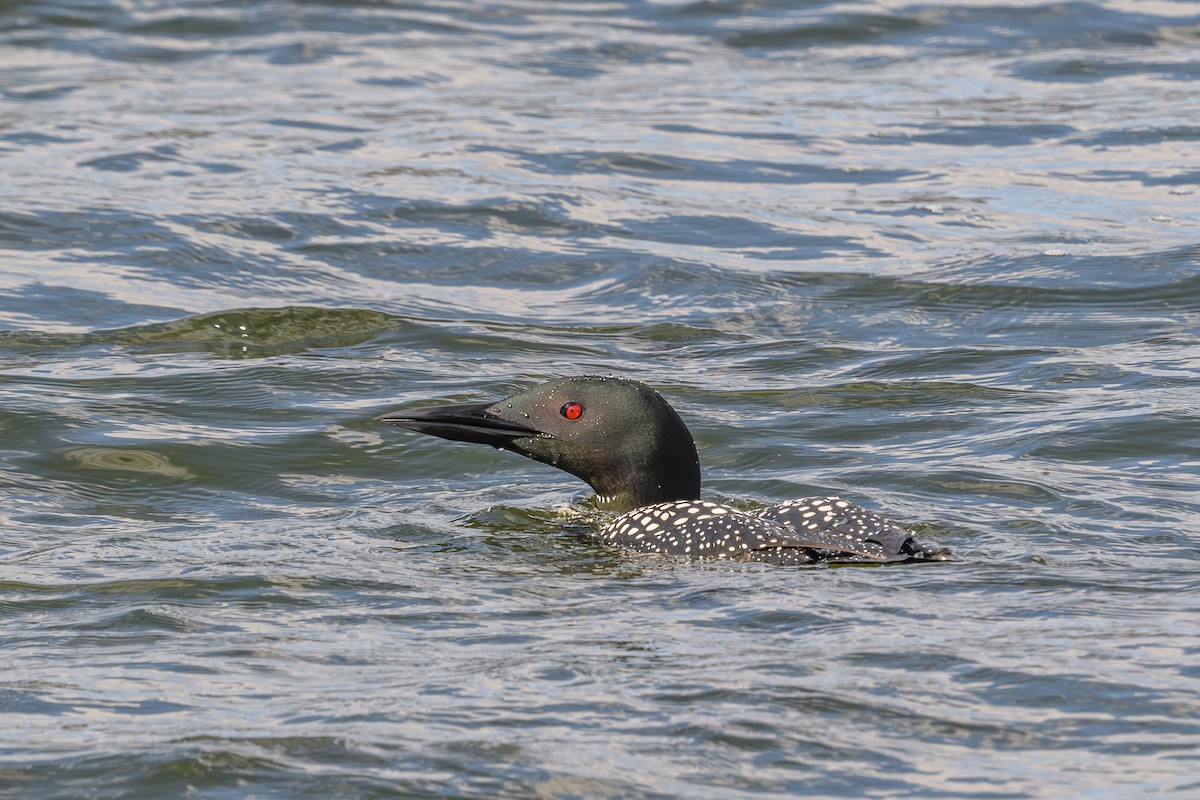 Common Loon - ML616677745