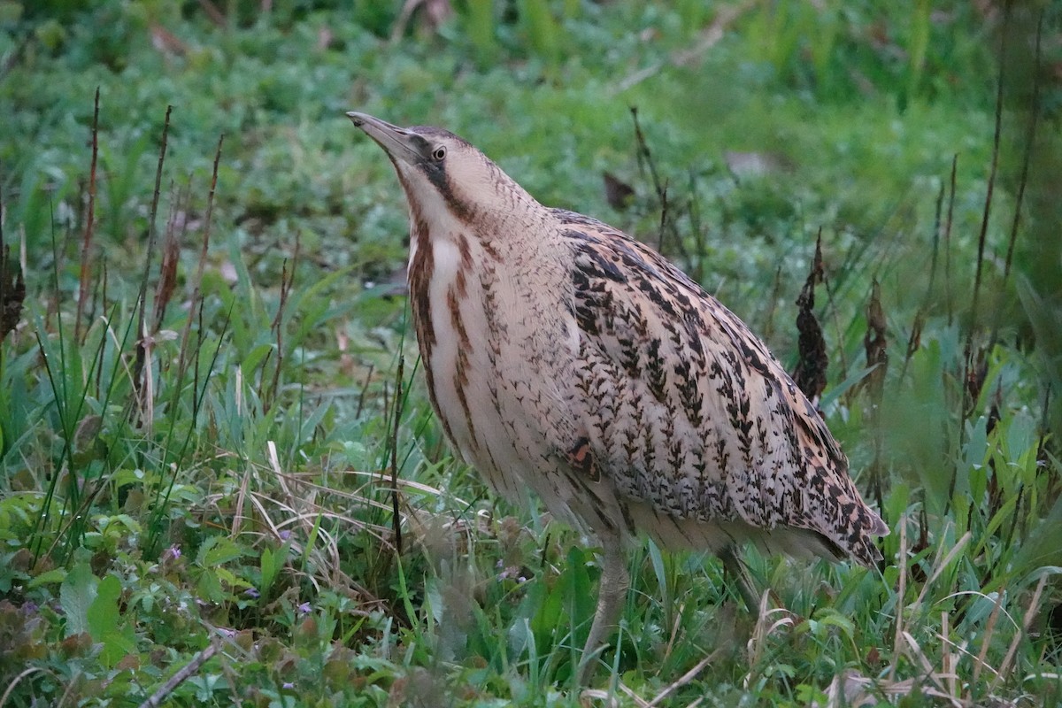 Great Bittern - ML616677754