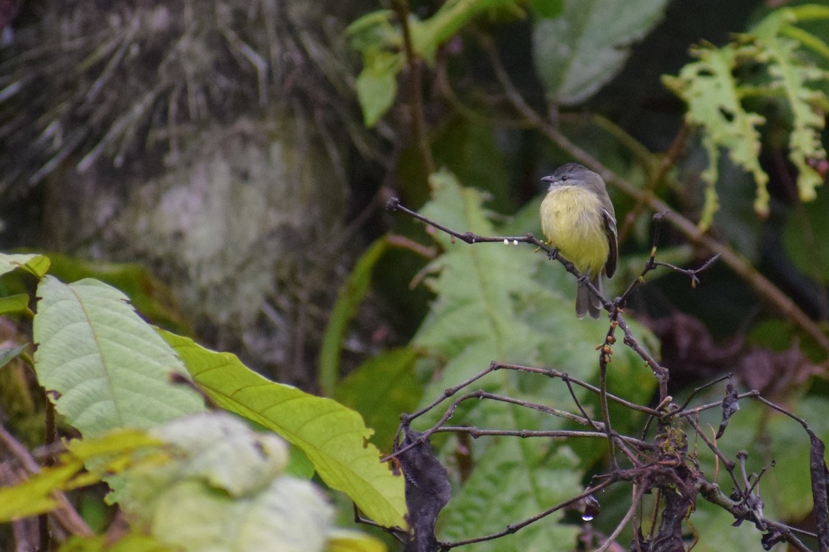 Yellow-crowned Tyrannulet - ML616677807