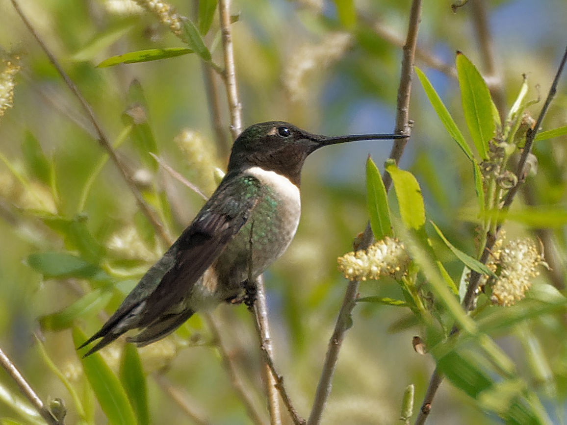 Black-chinned Hummingbird - ML616677866