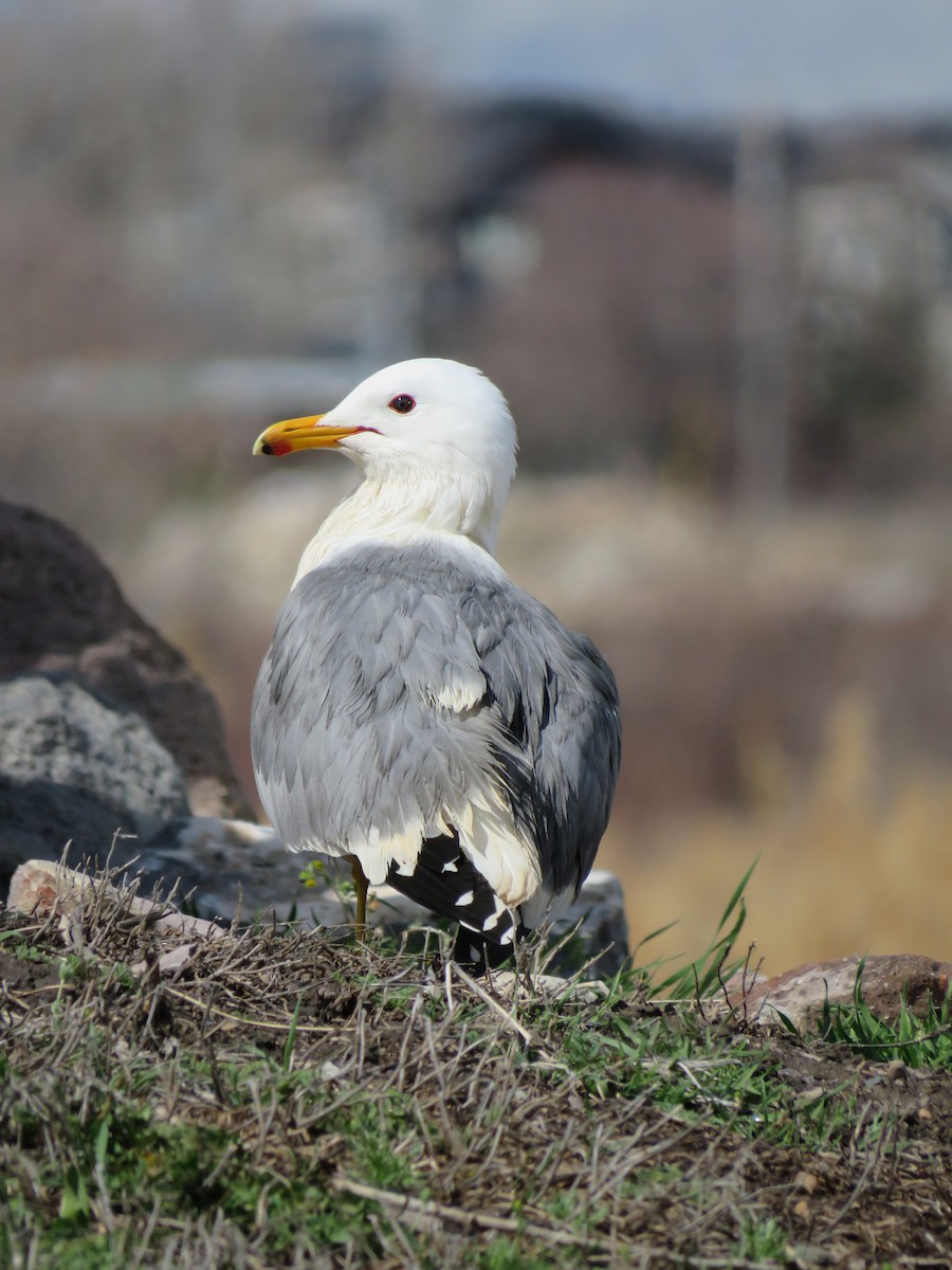 California Gull - ML616677868