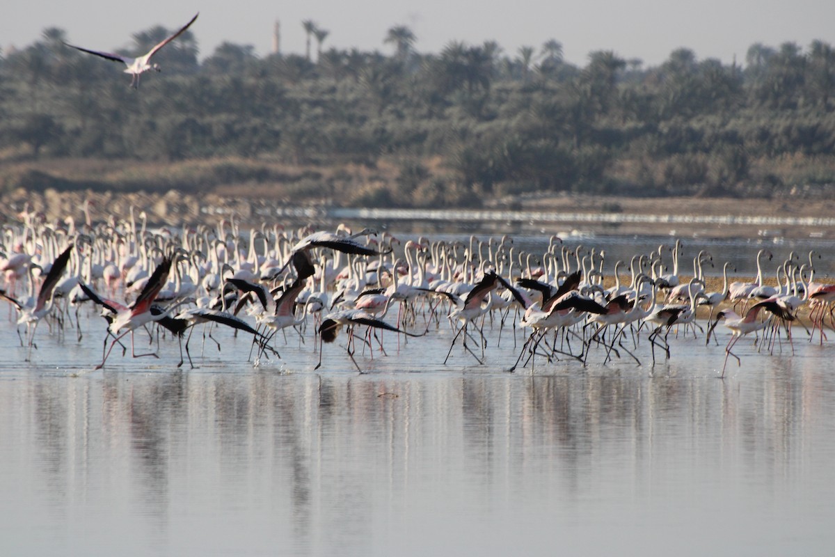 Greater Flamingo - ML616677902