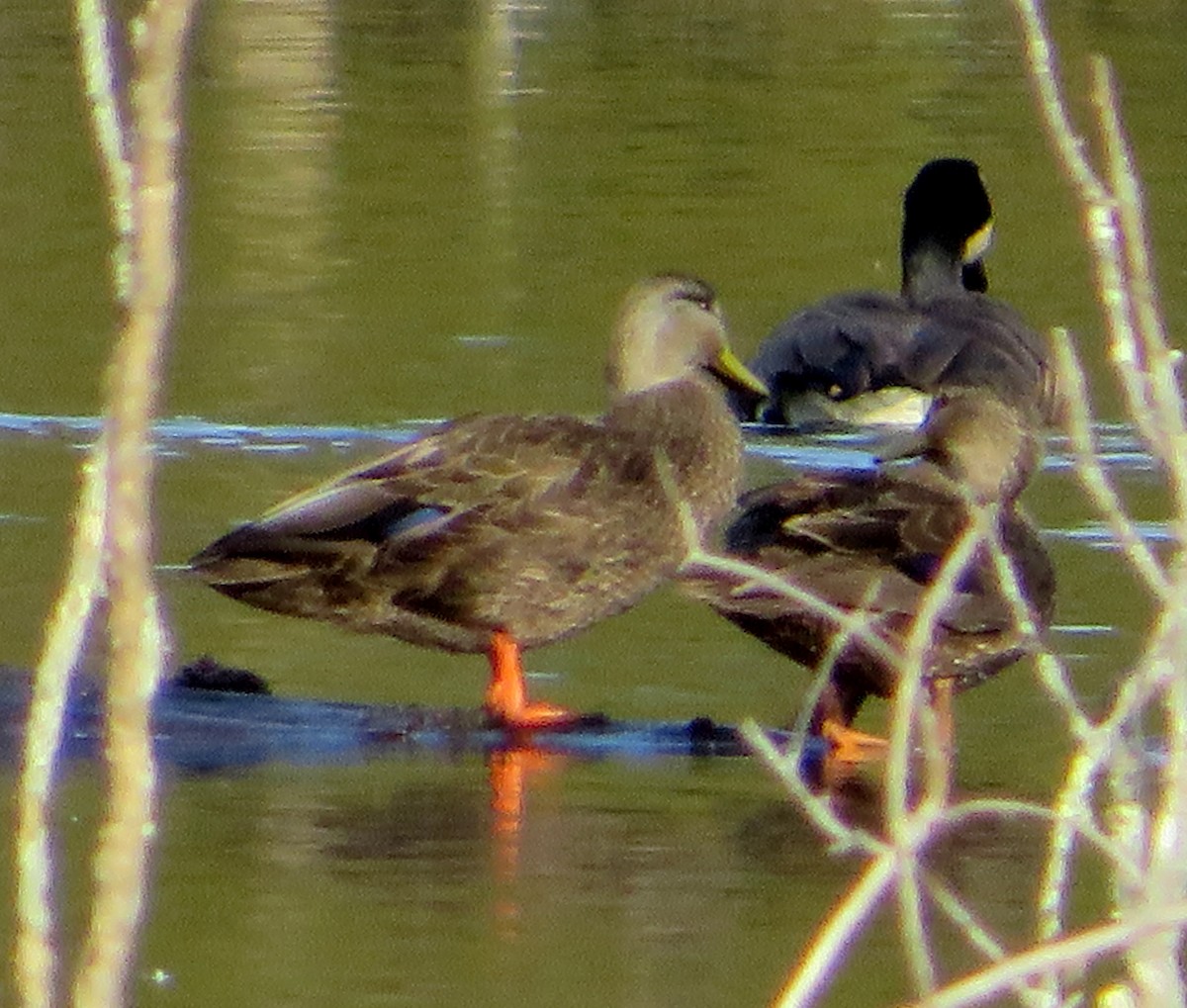 American Black Duck - ML616677993