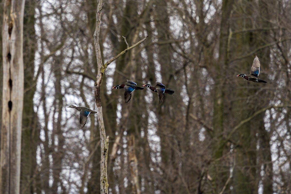 Wood Duck - ML616678000