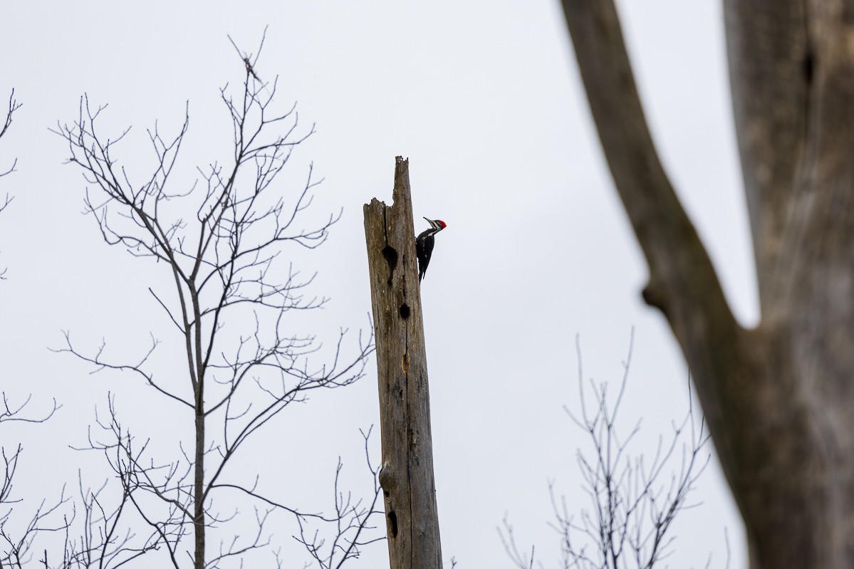 Pileated Woodpecker - ML616678012