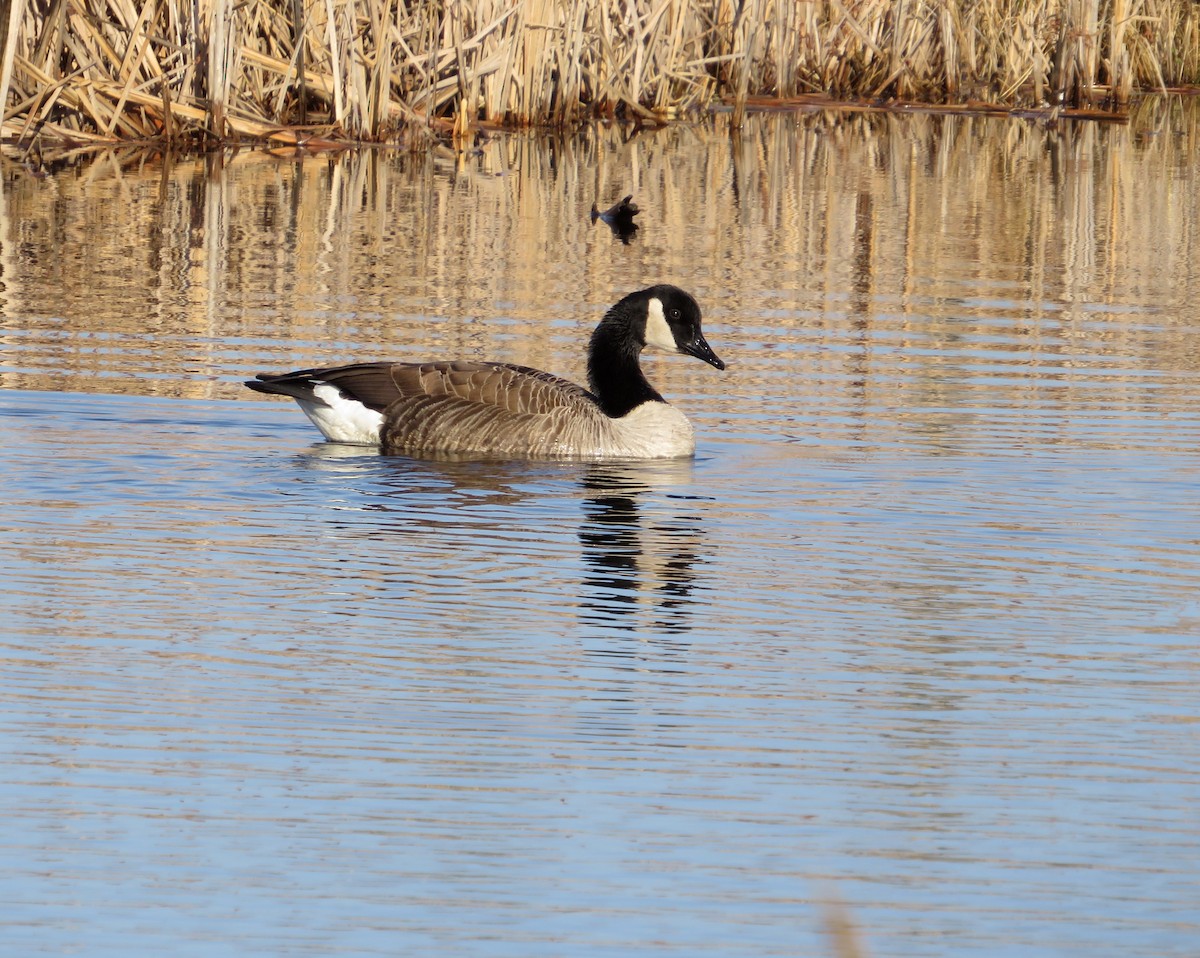 Canada Goose - ML616678043