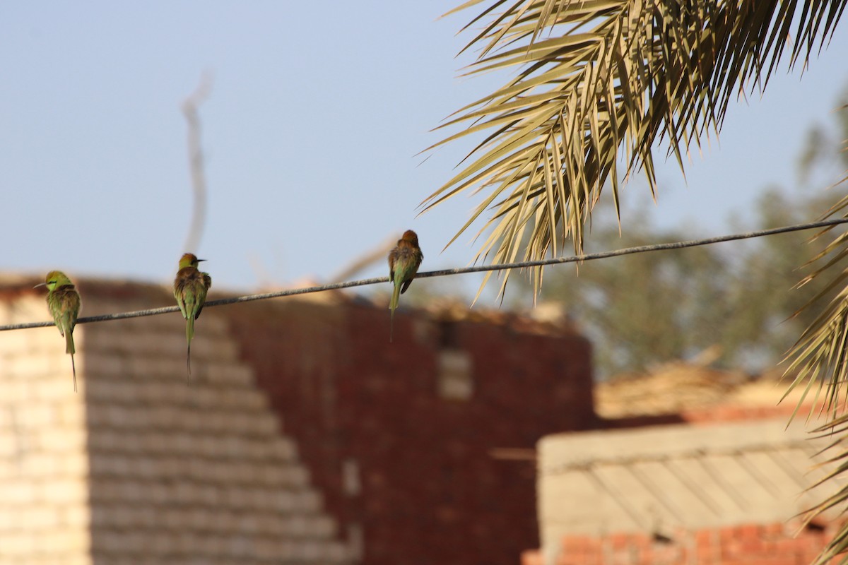 African Green Bee-eater - ML616678053