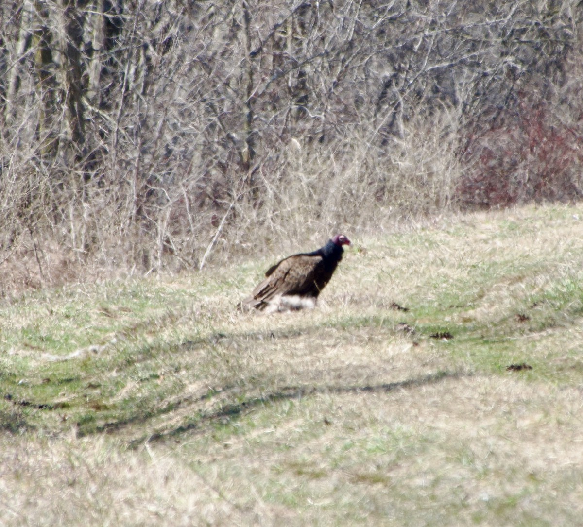 Turkey Vulture - ML616678104