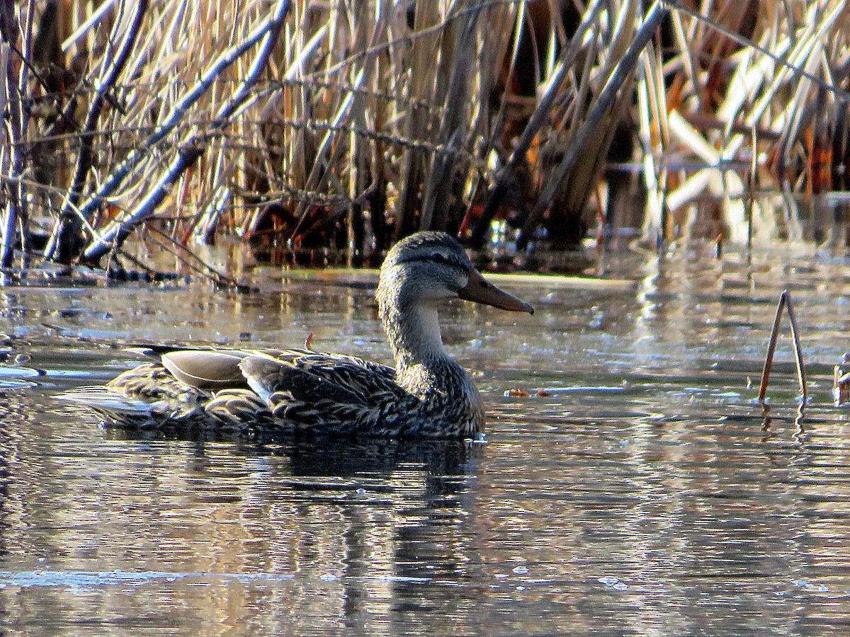 Canard colvert - ML616678122