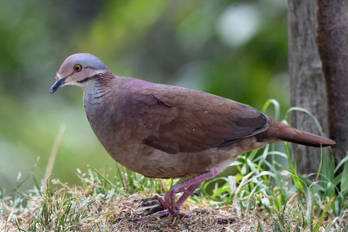 White-throated Quail-Dove - ML616678128