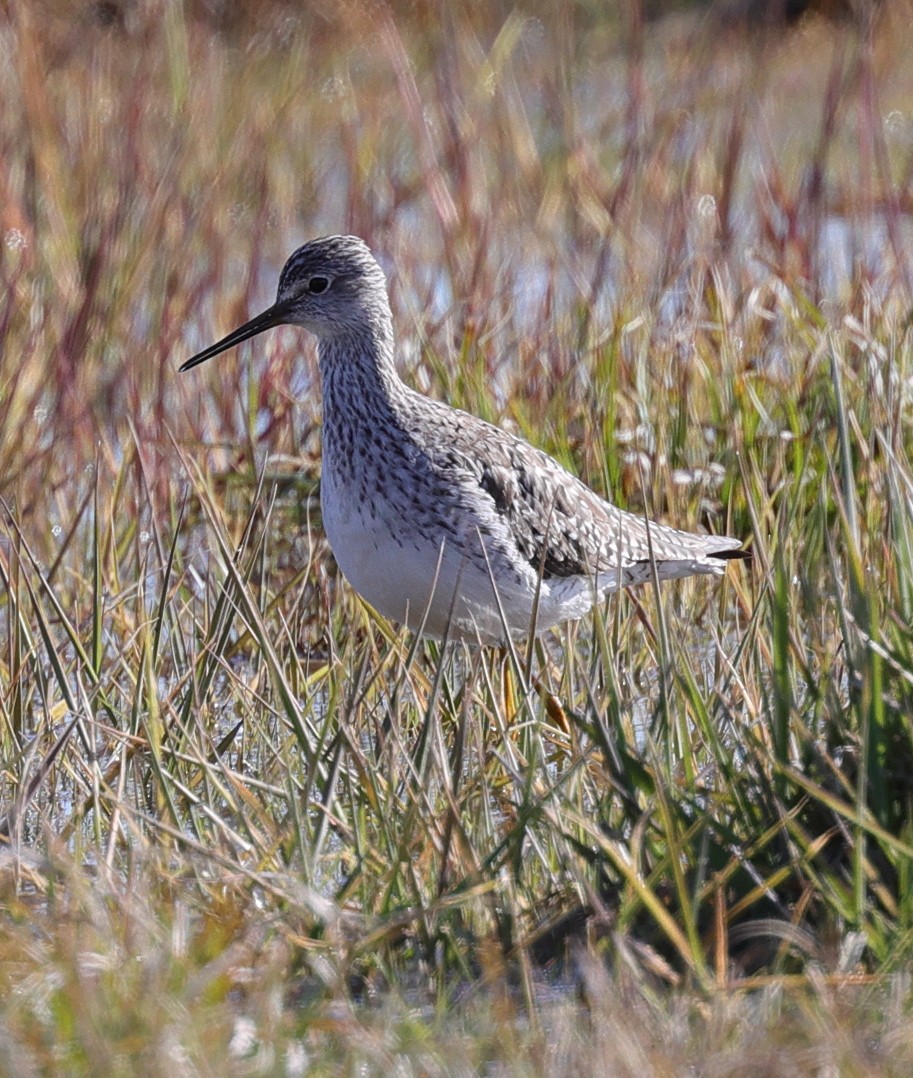 Lesser/Greater Yellowlegs - ML616678163