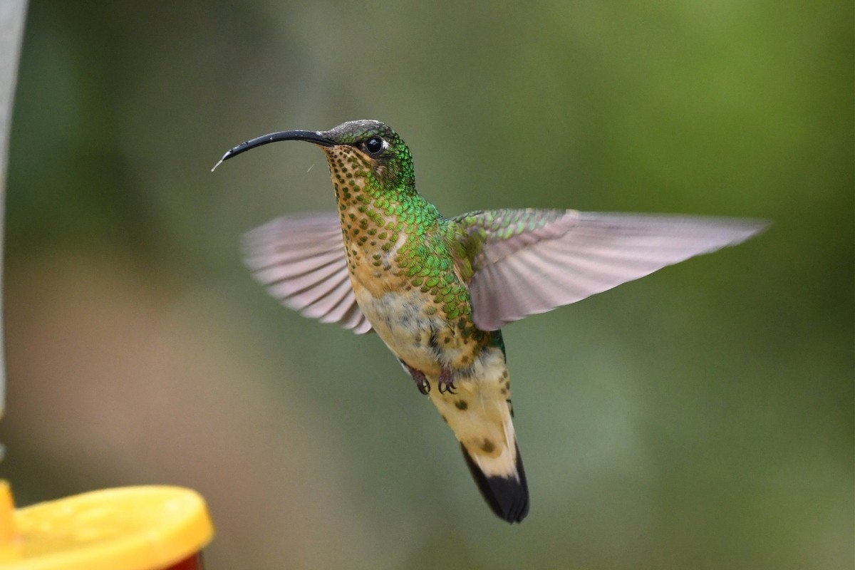 kolibřík aksamitový - ML616678178