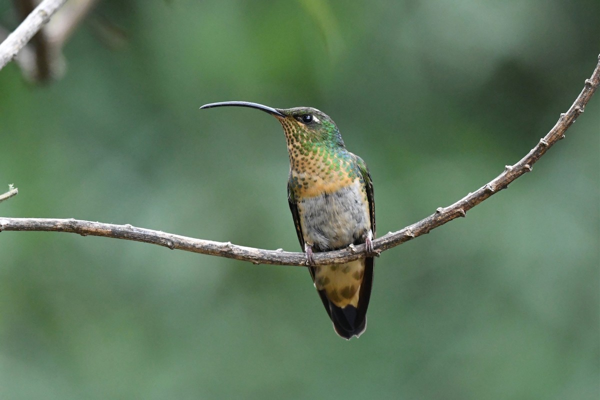 kolibřík aksamitový - ML616678179