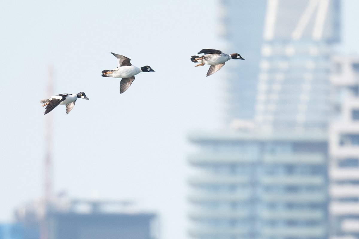 Common Goldeneye - ML616678187