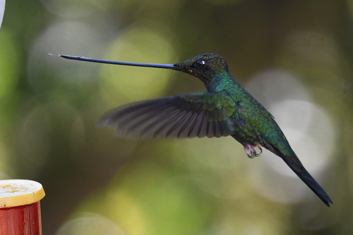 Sword-billed Hummingbird - ML616678194