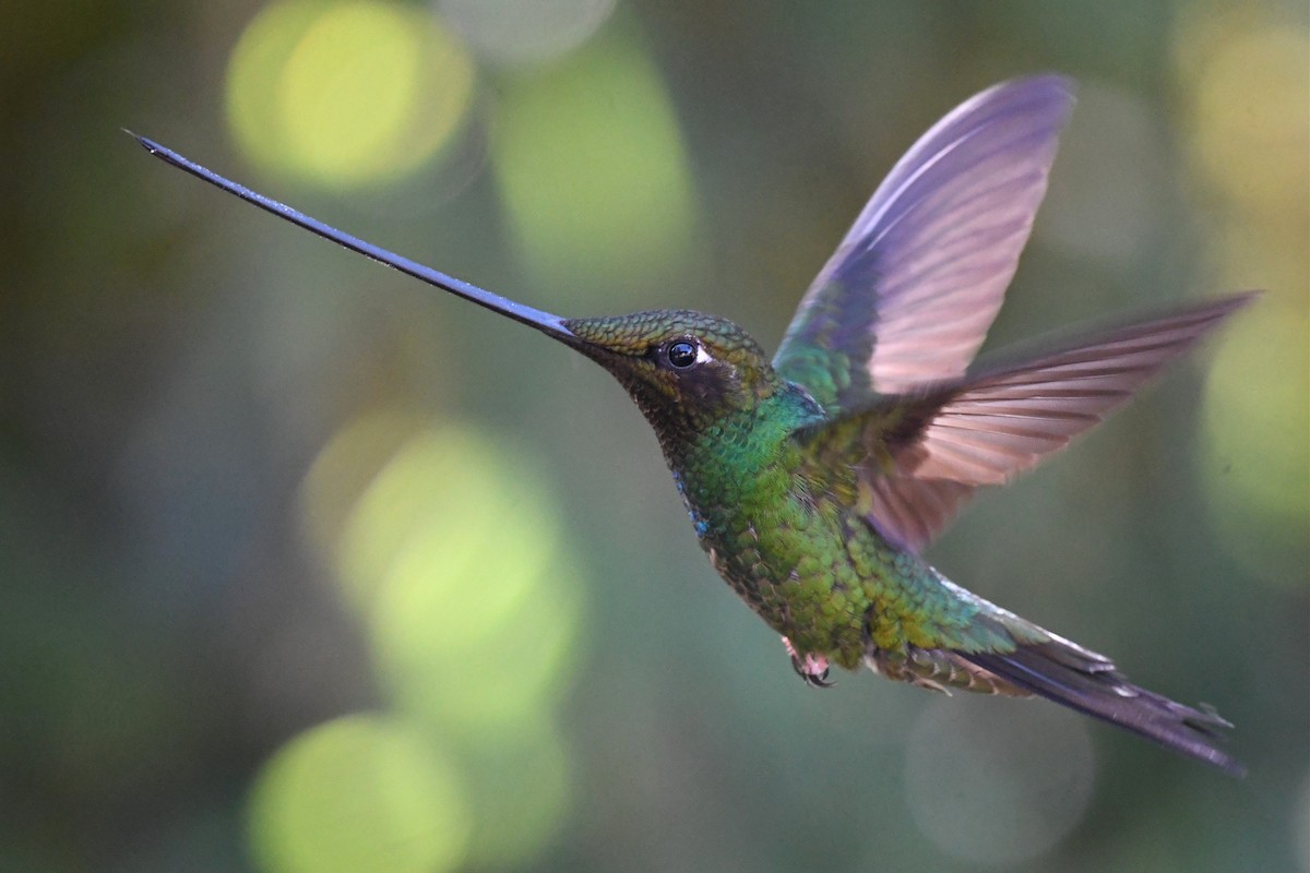 Sword-billed Hummingbird - ML616678195