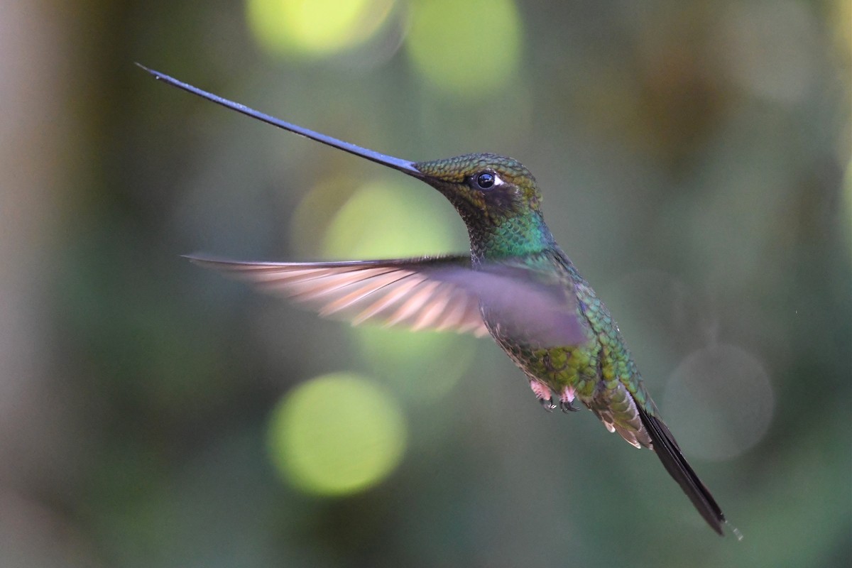 Sword-billed Hummingbird - ML616678196