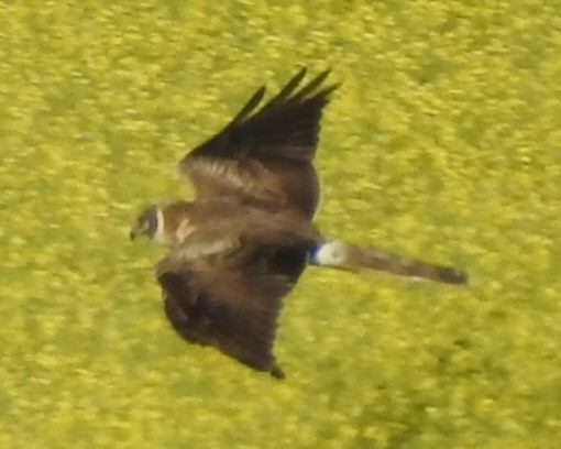 Pallid Harrier - Marc Förschler