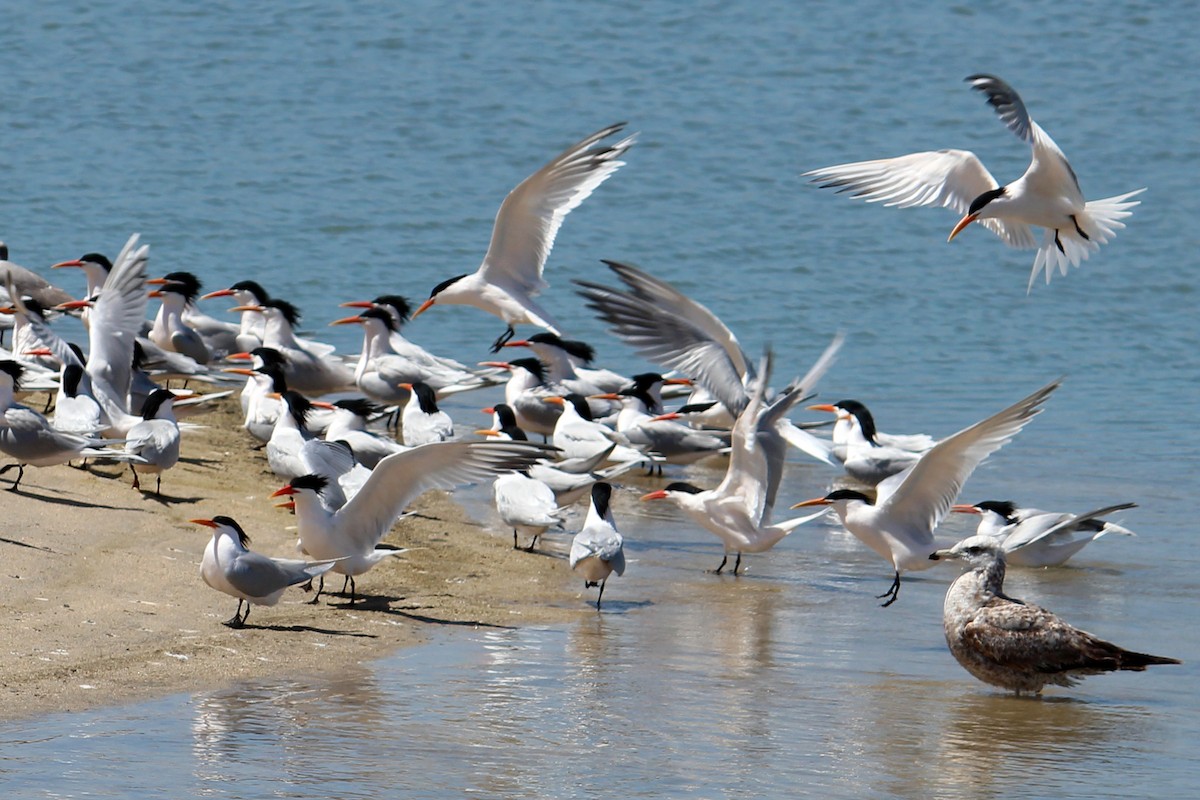 Royal Tern - Wesley Oistad